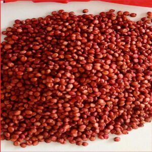 আমেরিকান গুয়েতেমালা ঘাস বীজ